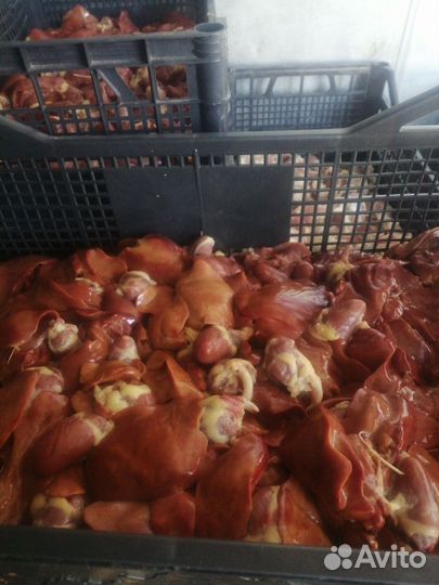 Курица бройлер