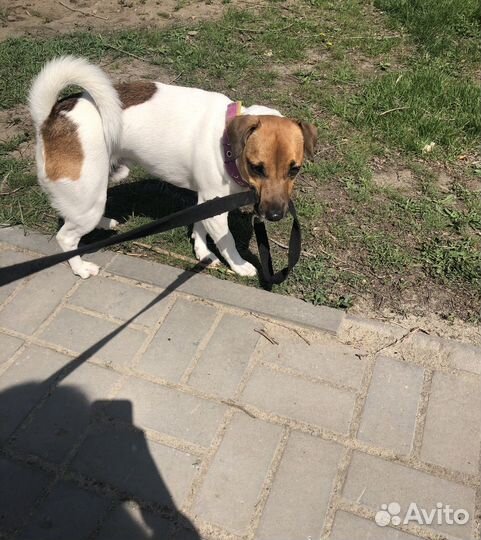 Вязка собак джек рассел