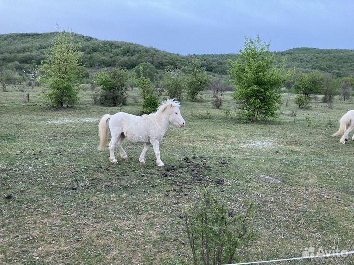 Продам пони
