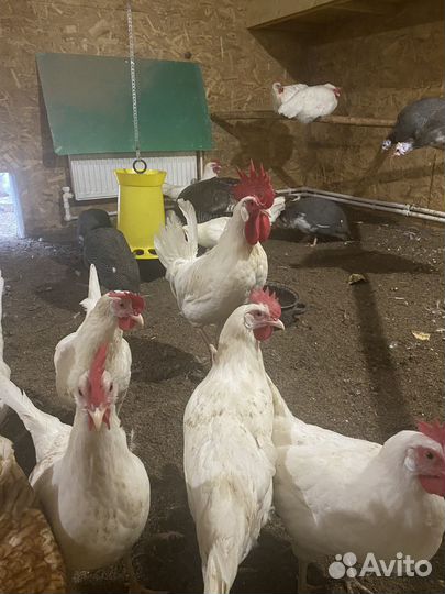 Инкубационное яйцо кур легорн