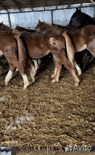 Жеребята от 6 мес до 3 лет