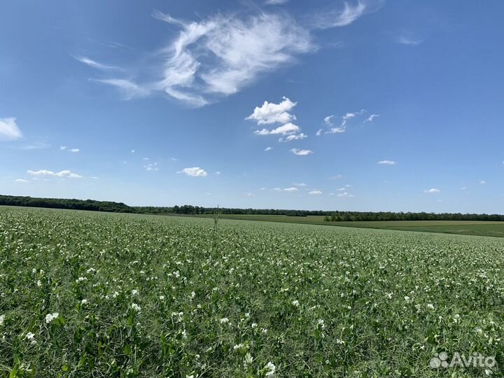 Семена Гороха