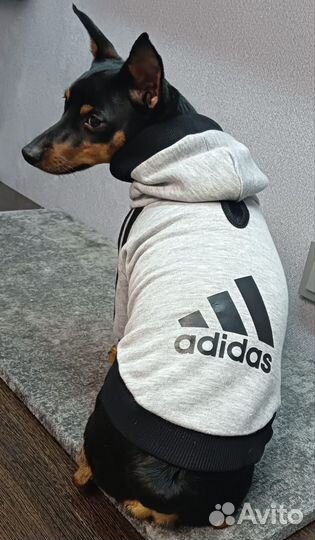 Толстовка для собак