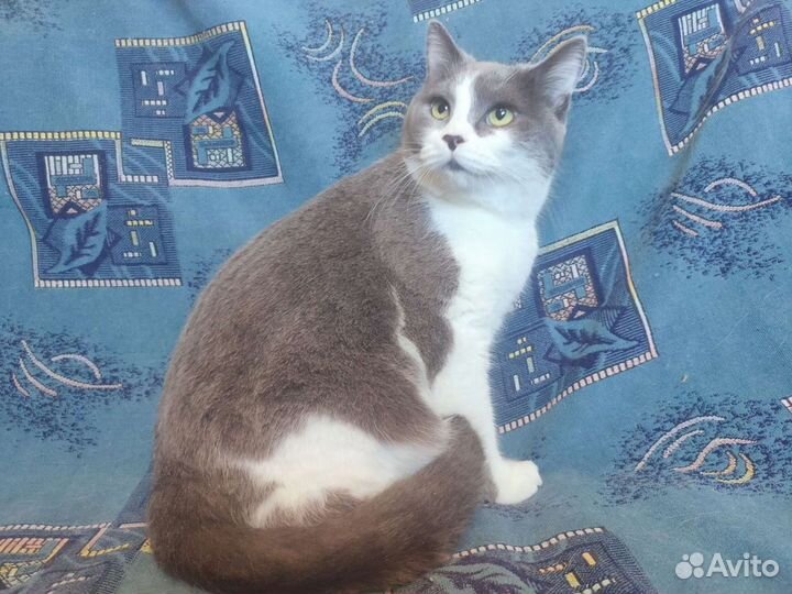 Кошечка Ляля