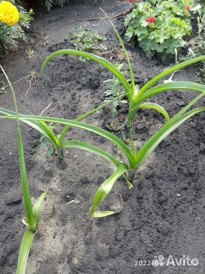 Каланхоэ лечебный, алоэ, индийский лук