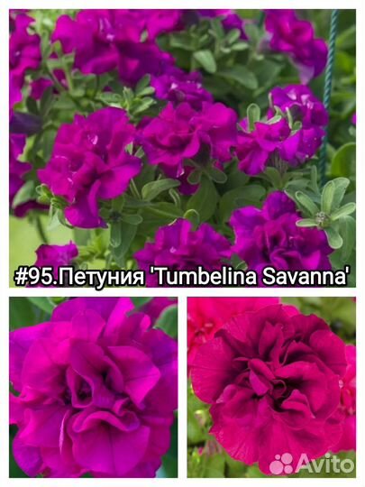 Петуния 'Tumbelina Savanna'Черенки