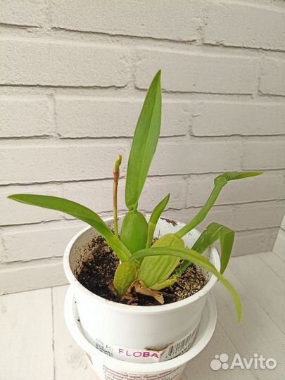 Орхидея камбрия