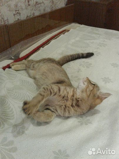 Кошечка Шейла в добрые руки