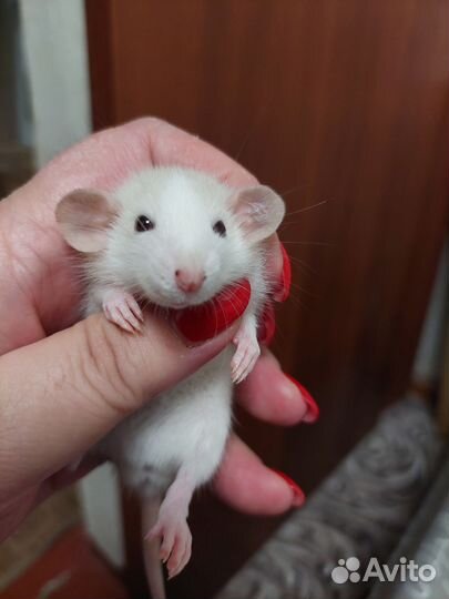 Крыса дамбо