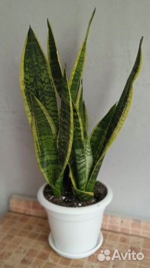 Сансевьера