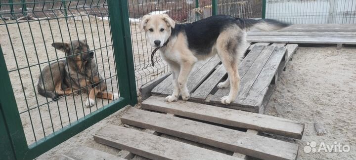 Щенок в добрые руки