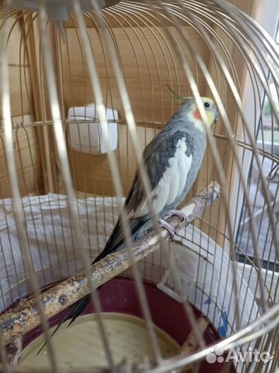 Попугай корелла мальчик