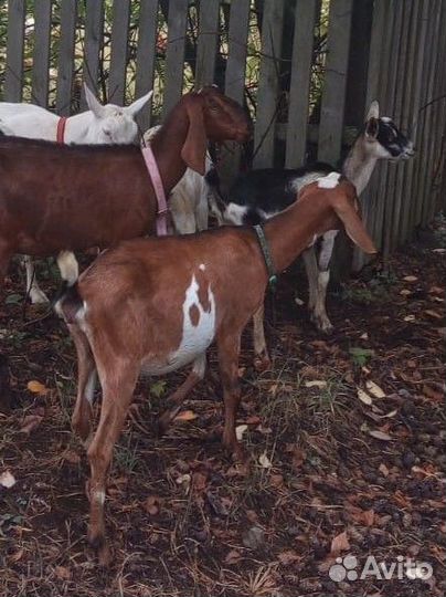 Нубийские козы и козел