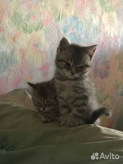 Шотландские котята