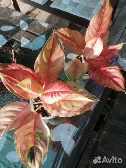 Аглаонема Pragai phet