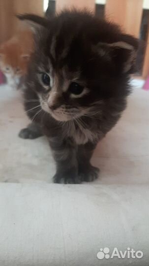 Продам котят мейн кун