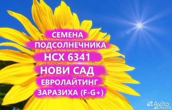 Семена подсолнечника нсх 6341 Гибрид нс, Майкоп