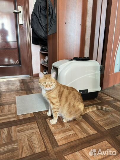 Отдам кота в добрые руки бесплатно