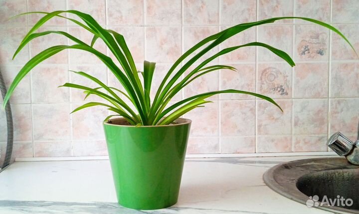 Хлорофитум молодой (2 года) в горшке