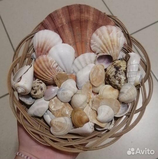 Морские ракушки