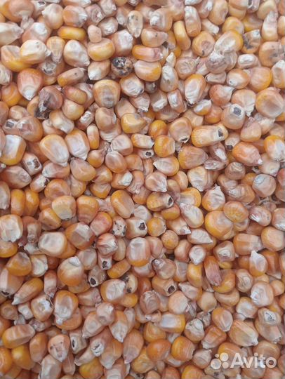 Зерно пшеница ячмень кукуруза рож овес