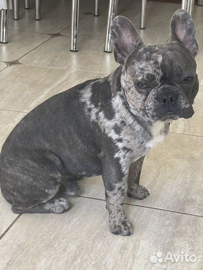 Вязка собак