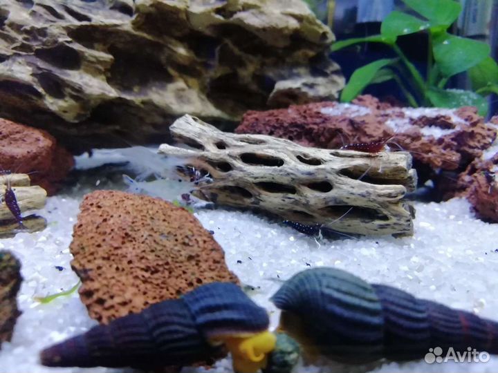 Sulawesi Kardinal.Taiwan. P.B.L