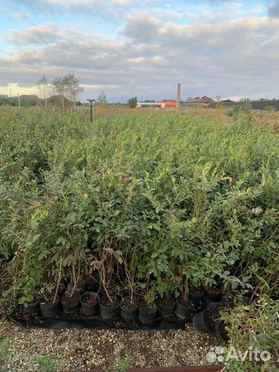 Саженцы голубики опт