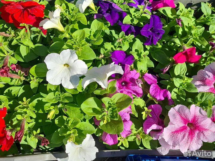 Рассада однолетних цветов