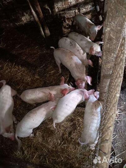 Поросята дюрок крупная белая