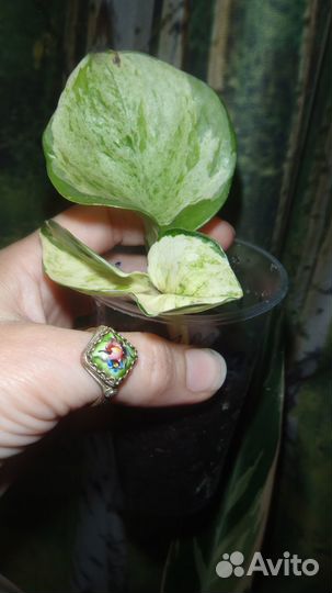 Сциндапсусы,эпипремнумы,пиннатум,сингониумы