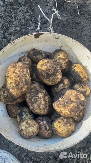 Продам картофель оптом