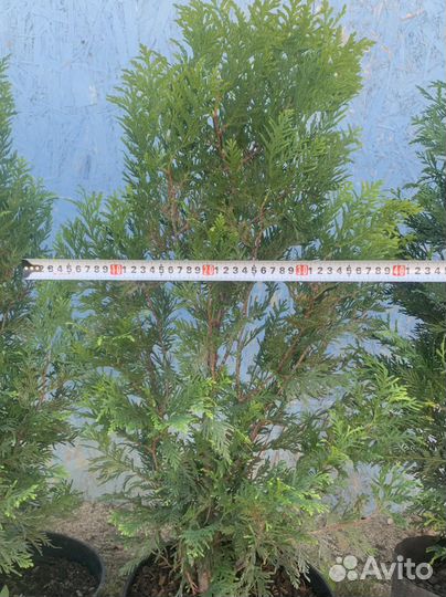 Туя Корник, туя Смарагд туя Брабант