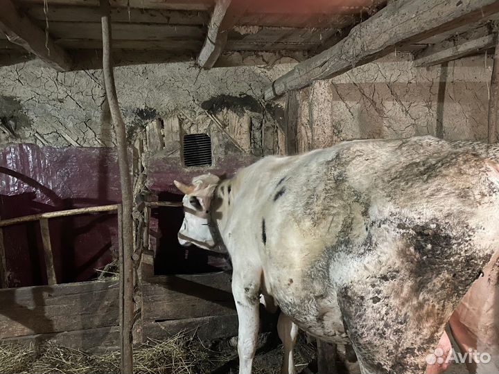 Продаются бычки(породистые)