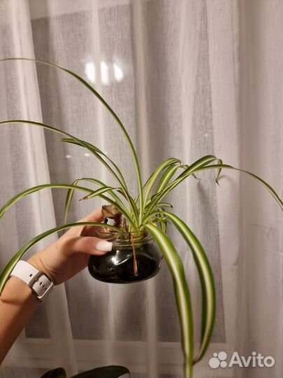 Комнатные цветы черенки