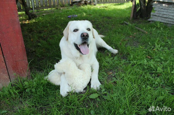 Лабрадор вязка