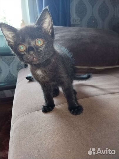 Котята в добрые руки бесплатно