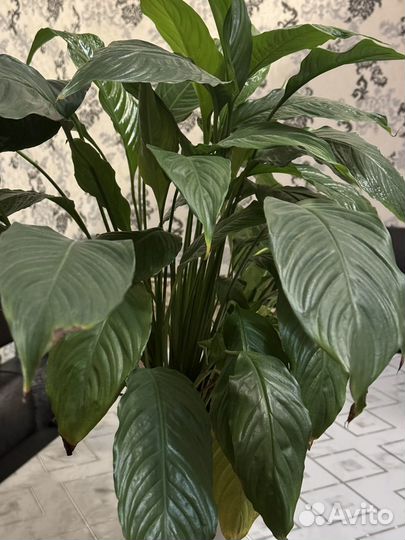 Спатифиллум