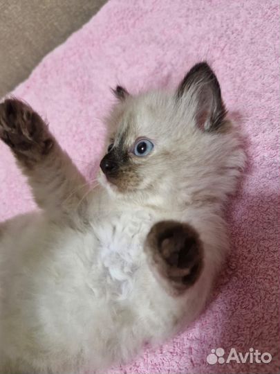 Невская маскарадная