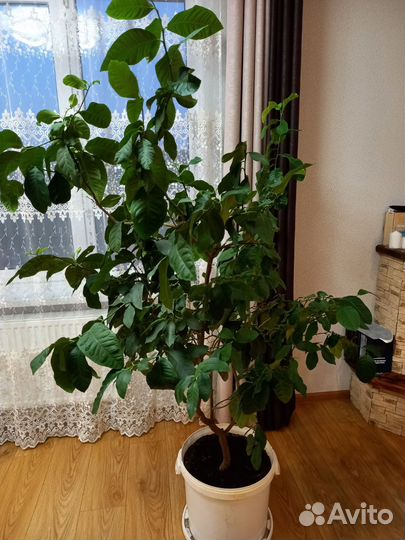 Лимонное дерево домашнее