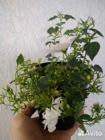 Компанула махровая невеста