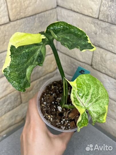 Сингониум орм тонг вариегатный