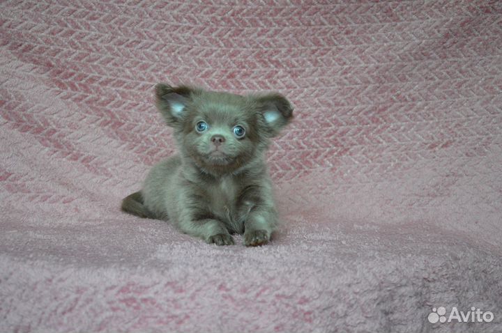 Лиловый красавчик