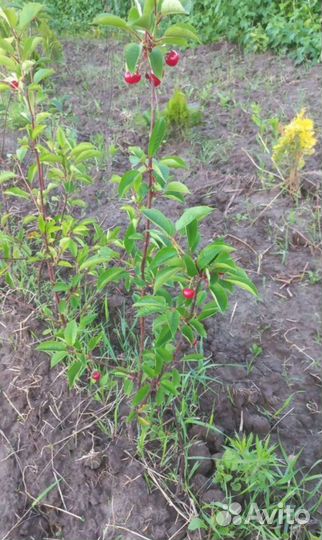 Саженцы из нашего питомника