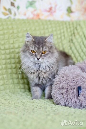 Кошка в дар