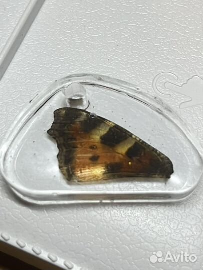 Кулон с крылом бабочки