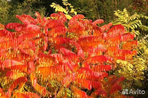 Сумах оленерогий,Уксусное дерево, семена