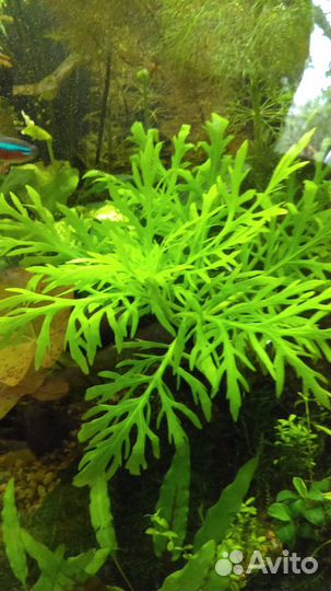 Аквариумные растения и коряги