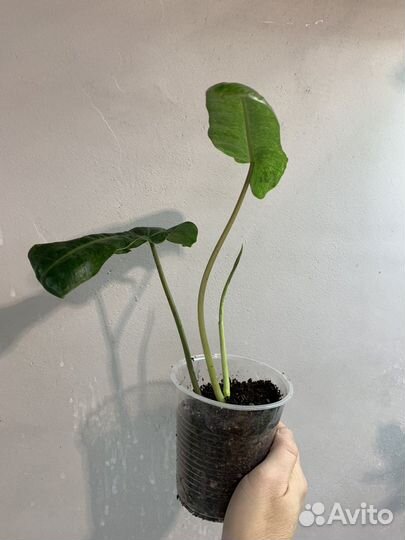 Филодендрон параисо верде