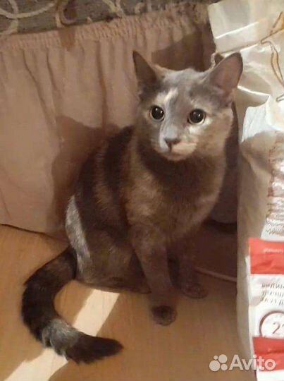 Кошки в добрые руки